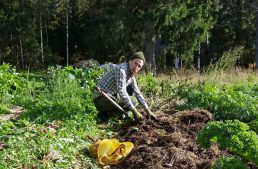 How To Earn $60 Per Hour Growing Potatoes
