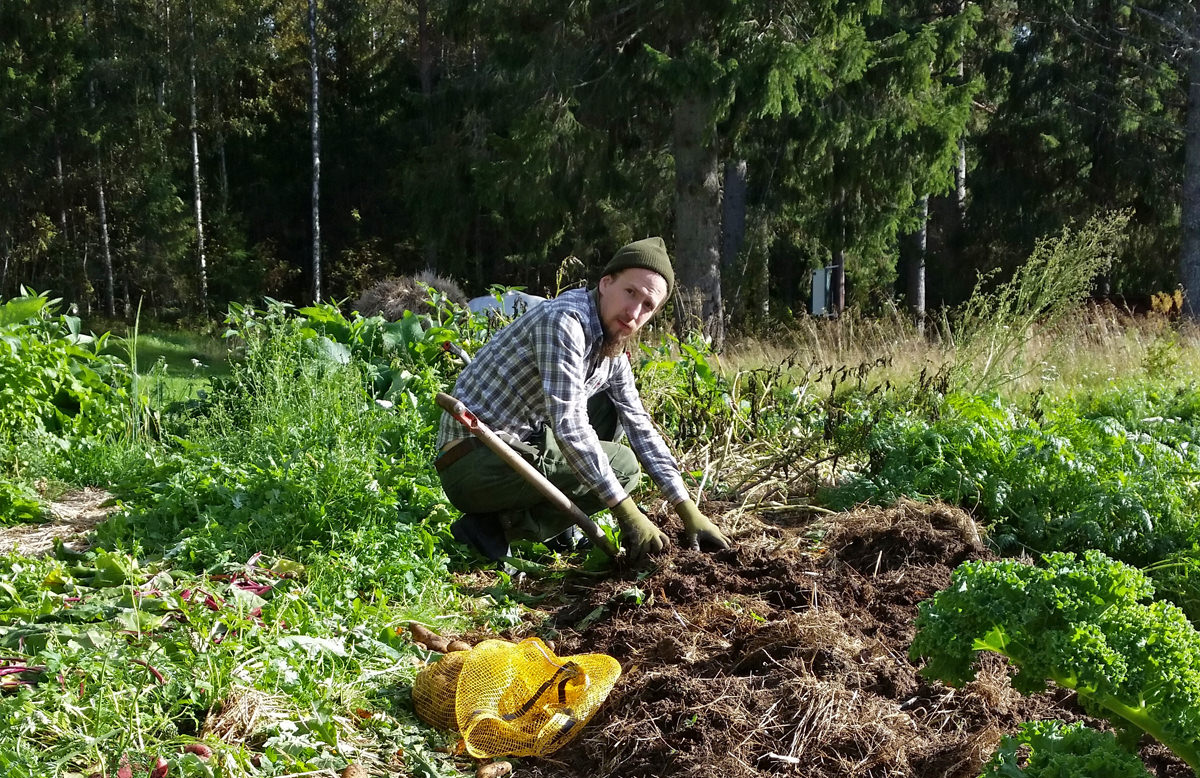 How To Earn $60 Per Hour Growing Potatoes - Walden Labs