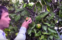 150 Varieties of Fruit Trees on a .28 Acre Lot