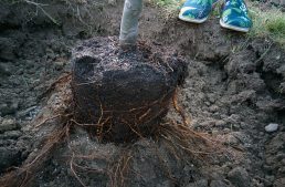 How to Plant an Apple Tree the Right Way
