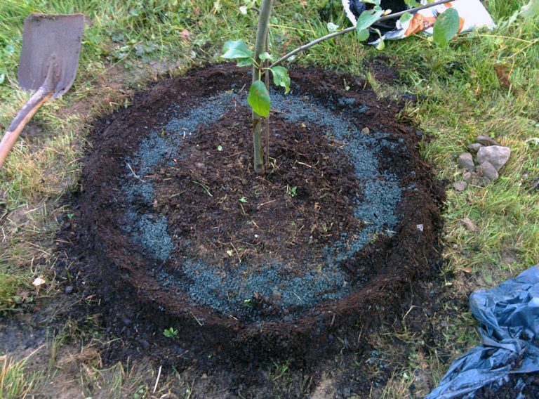 How to Plant an Apple Tree the Right Way Walden Labs