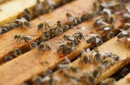 The Bee Hive – An Anarchistic Monarchy?