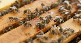 The Bee Hive – An Anarchistic Monarchy?
