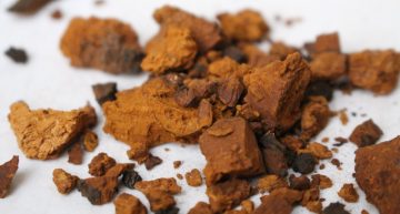 Chaga – The Old New Superfood