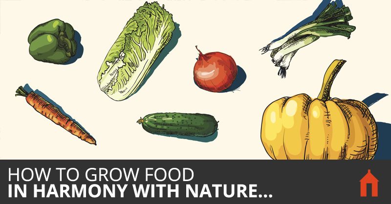 The Ultimate Companion Planting Guide + Chart